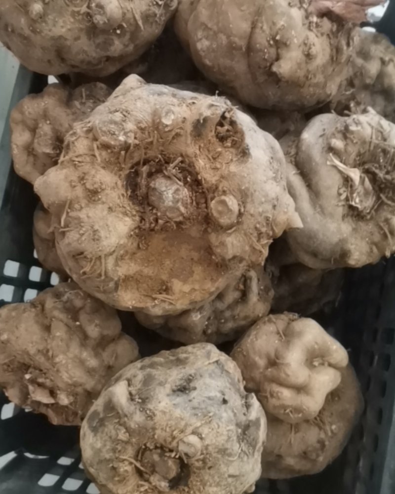 出售150斤大魔芋，大的有5斤，单果重量。