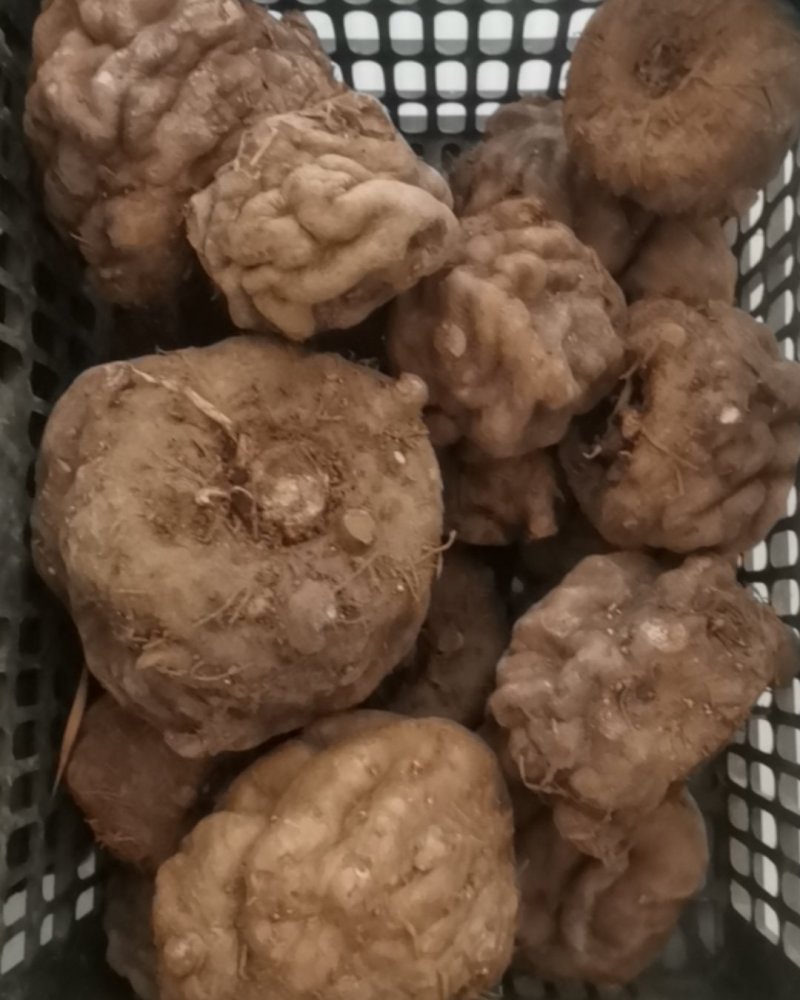 出售150斤大魔芋，大的有5斤，单果重量。