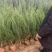 【2米1】精选河南侩规格齐全基地直发质量保证