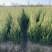 【2米1】精选河南侩规格齐全基地直发质量保证