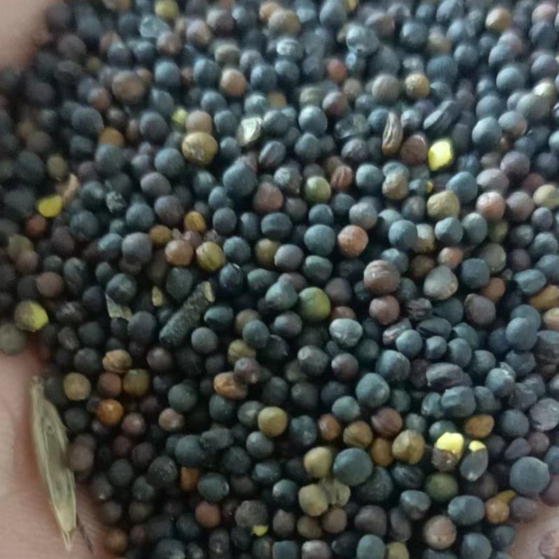 内蒙古呼伦贝尔牙克石市油菜籽