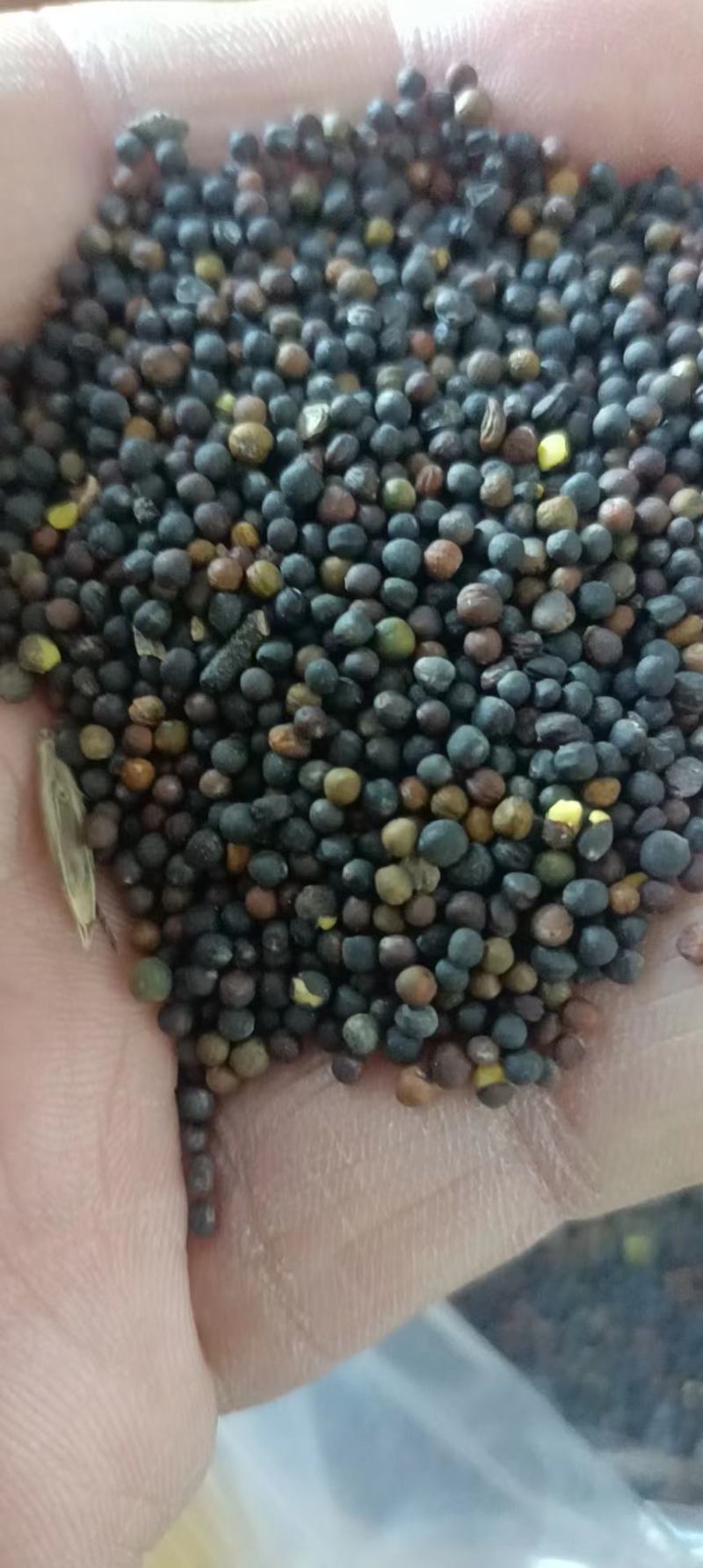 内蒙古呼伦贝尔牙克石市油菜籽