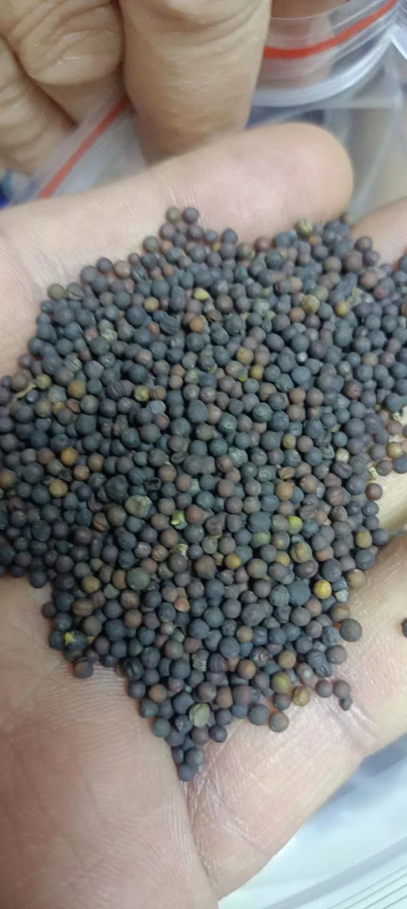 内蒙古呼伦贝尔牙克石市油菜籽