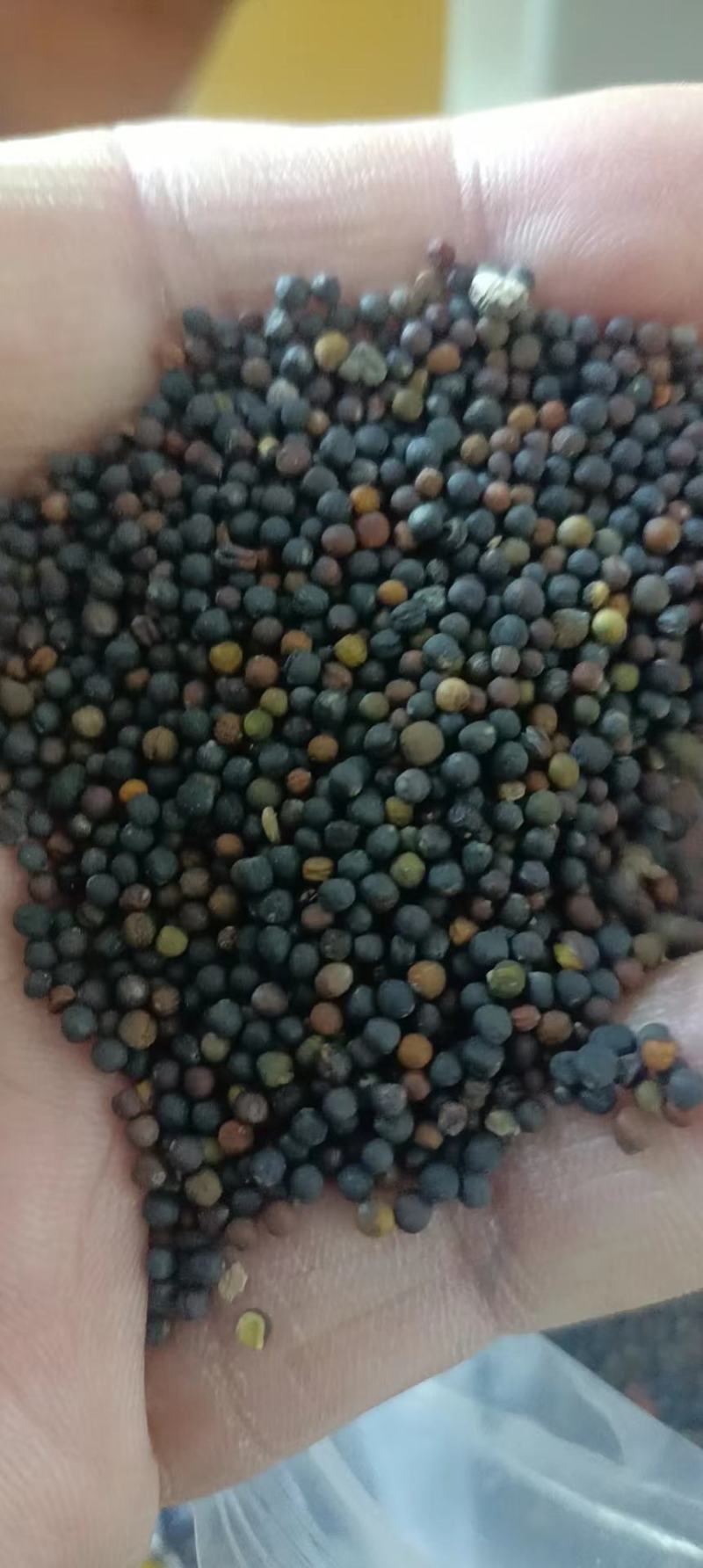内蒙古呼伦贝尔牙克石市油菜籽
