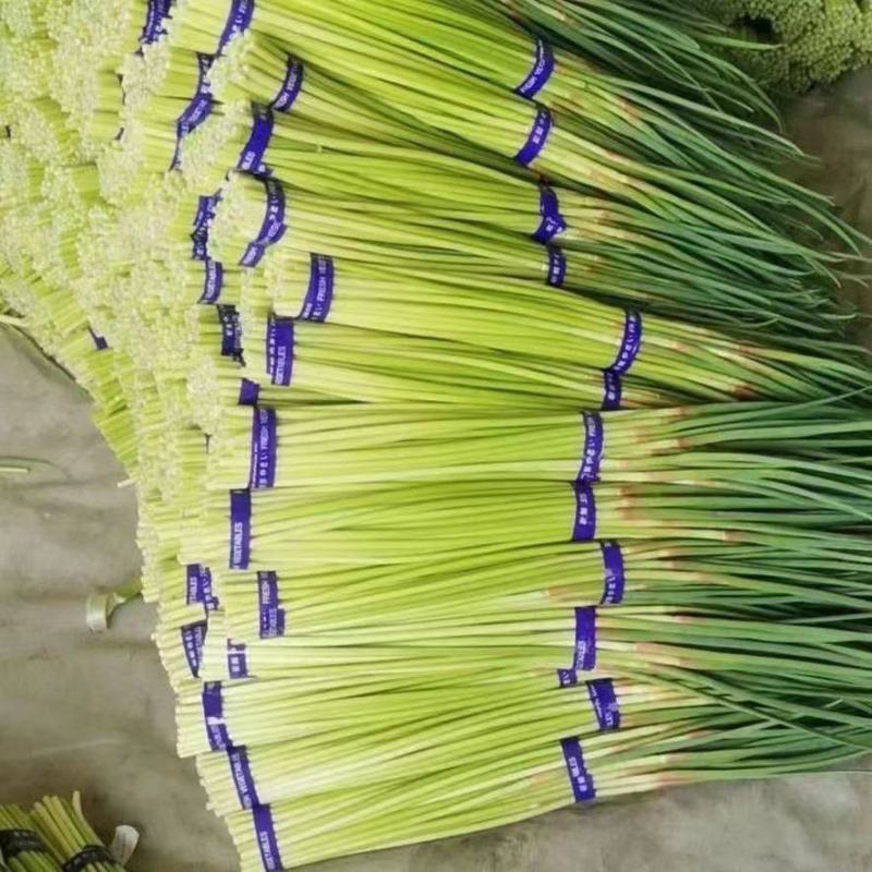 河南精品红帽蒜薹，60以上大量上市，电商超市市场欢迎订购