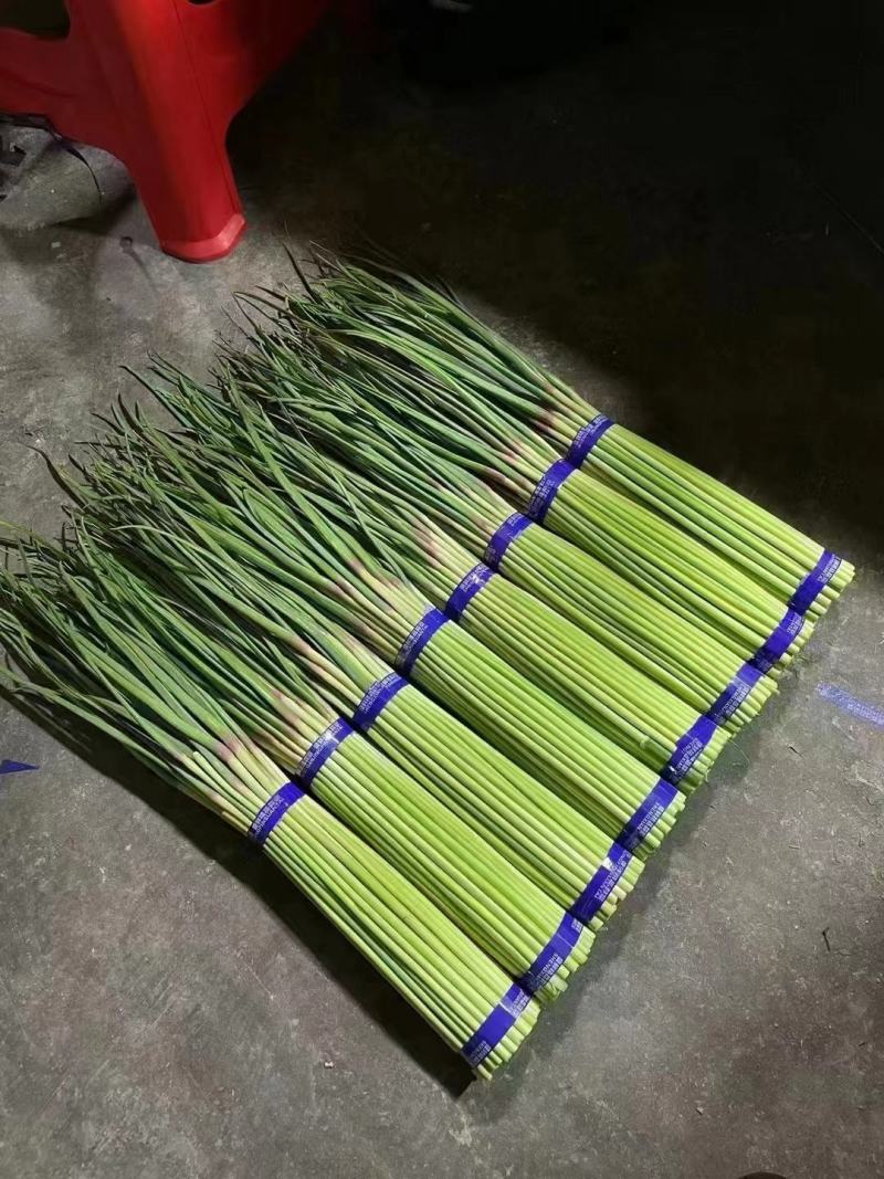 河南精品红帽蒜薹，60以上大量上市，电商超市市场欢迎订购