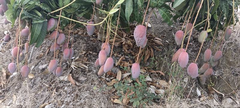 海南贵妃芒