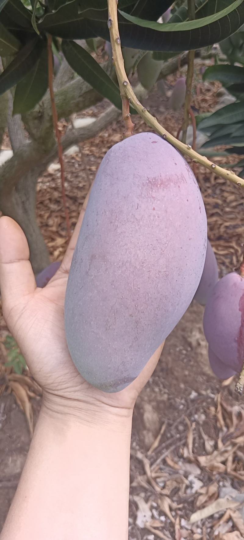 海南贵妃芒
