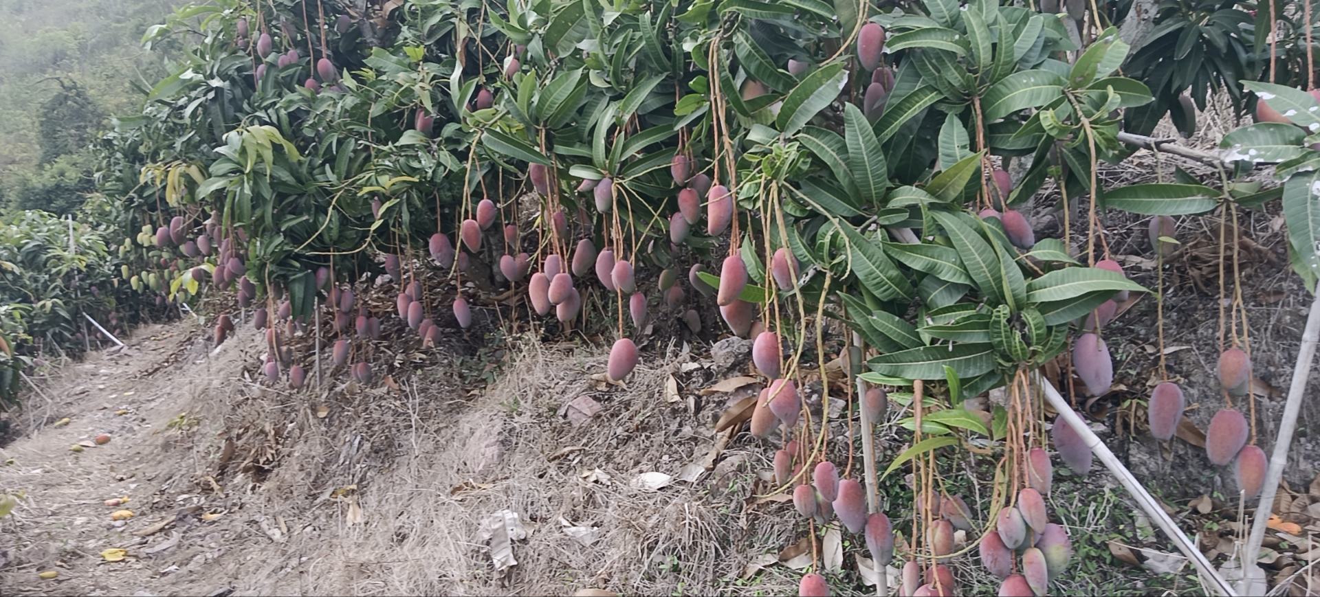 贵妃芒果园实景图