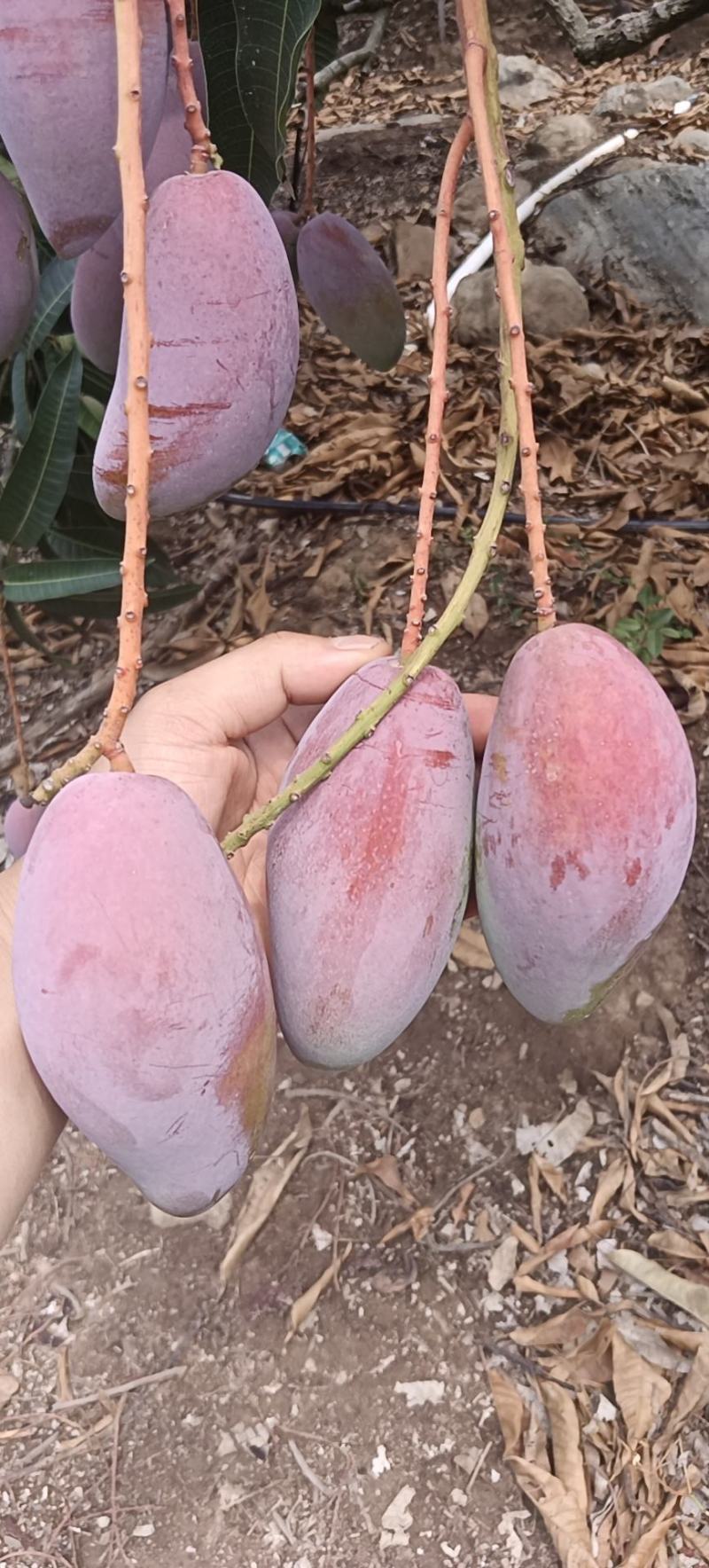海南贵妃芒