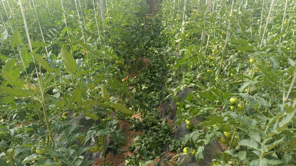 图片展示了普罗旺斯西红柿幼苗的嫩绿叶片与健壮的茎干,背景为阳光下的温室环境,适合用于识别优质种苗 普罗旺斯西红柿苗特写