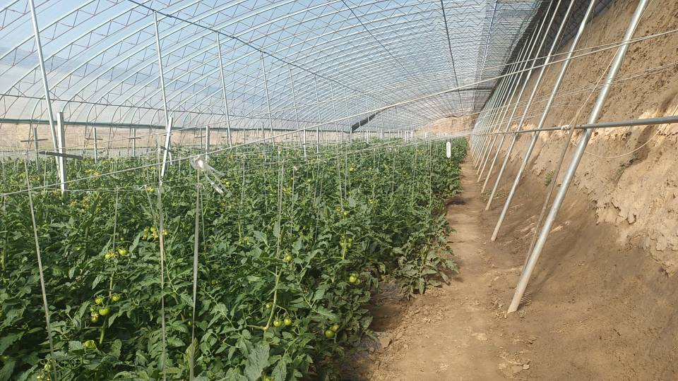 普罗旺斯西红柿切面展示图