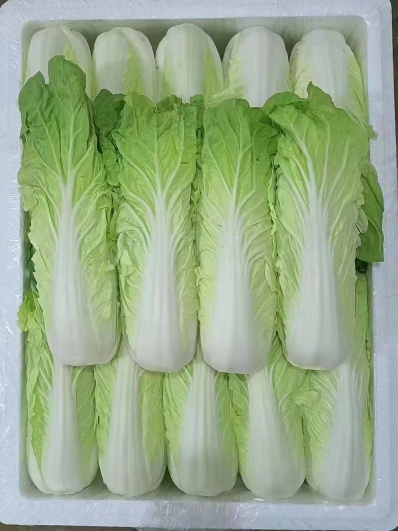 云南精品黄白菜产地一手好货可视频看货品质保证