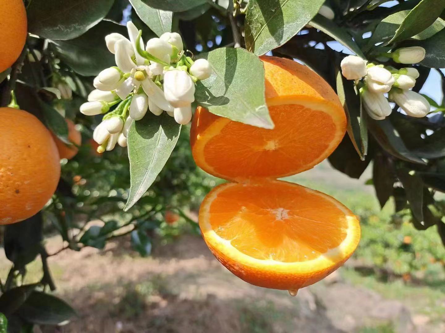 伦晚脐橙采摘现场图