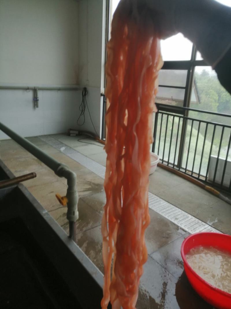 水发鹅肠去油干净保证质量正规厂家火锅酒店冒菜店高端食材