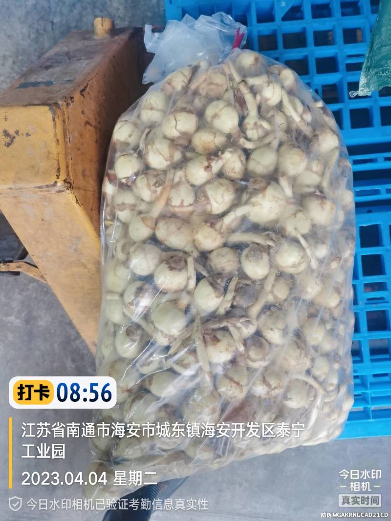 本部基地2000亩到明年5月份结束