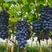 夏黑葡萄苗树苗产地直发根系发达成活率高