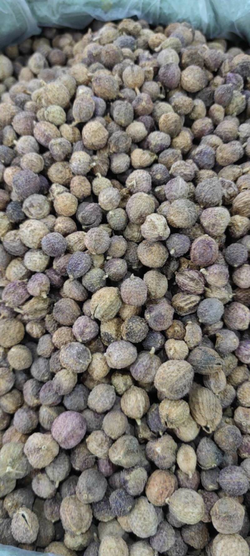 国产阳春砂仁壳砂阳春砂仁含量高