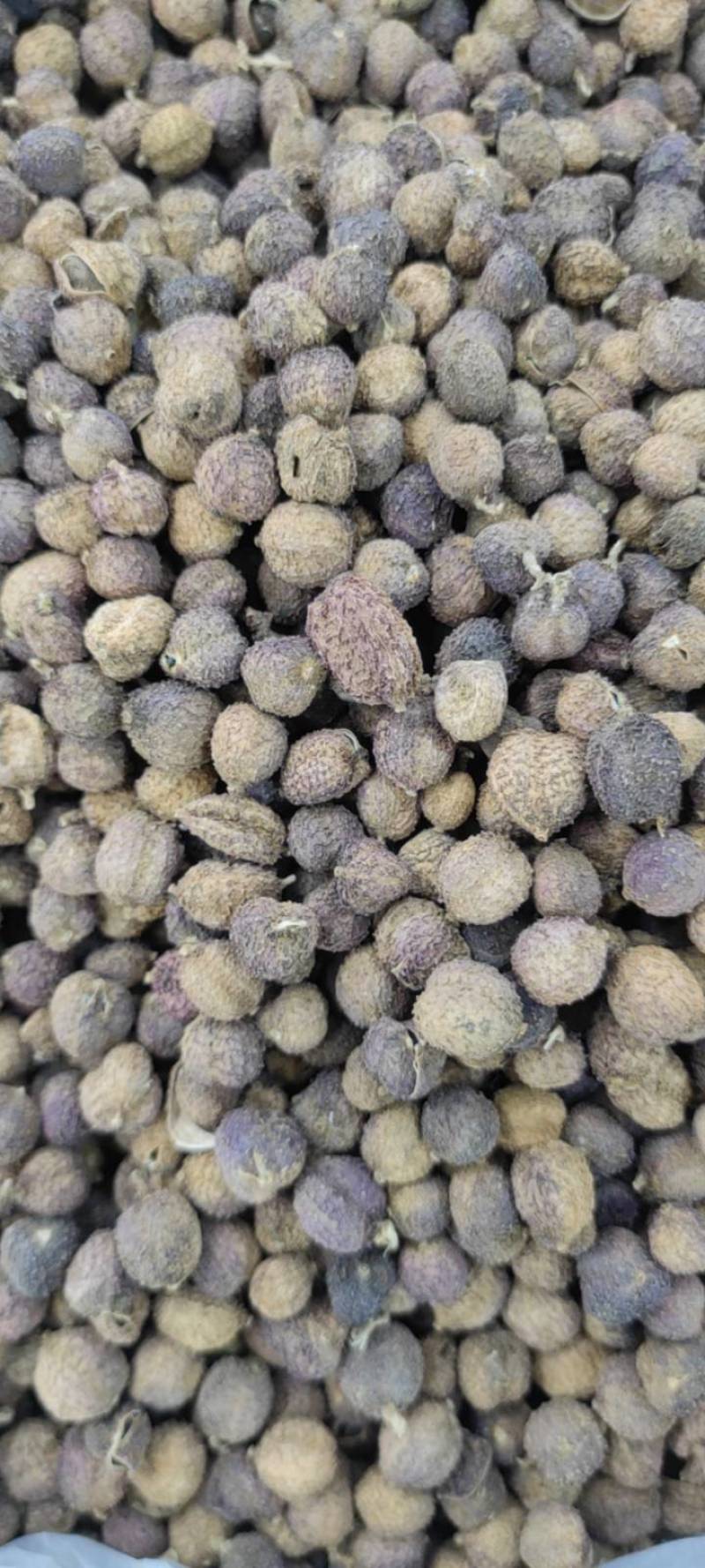 国产阳春砂仁壳砂阳春砂仁含量高