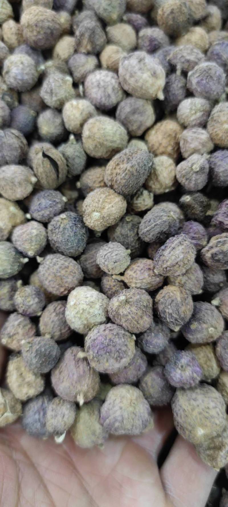 国产阳春砂仁壳砂阳春砂仁含量高