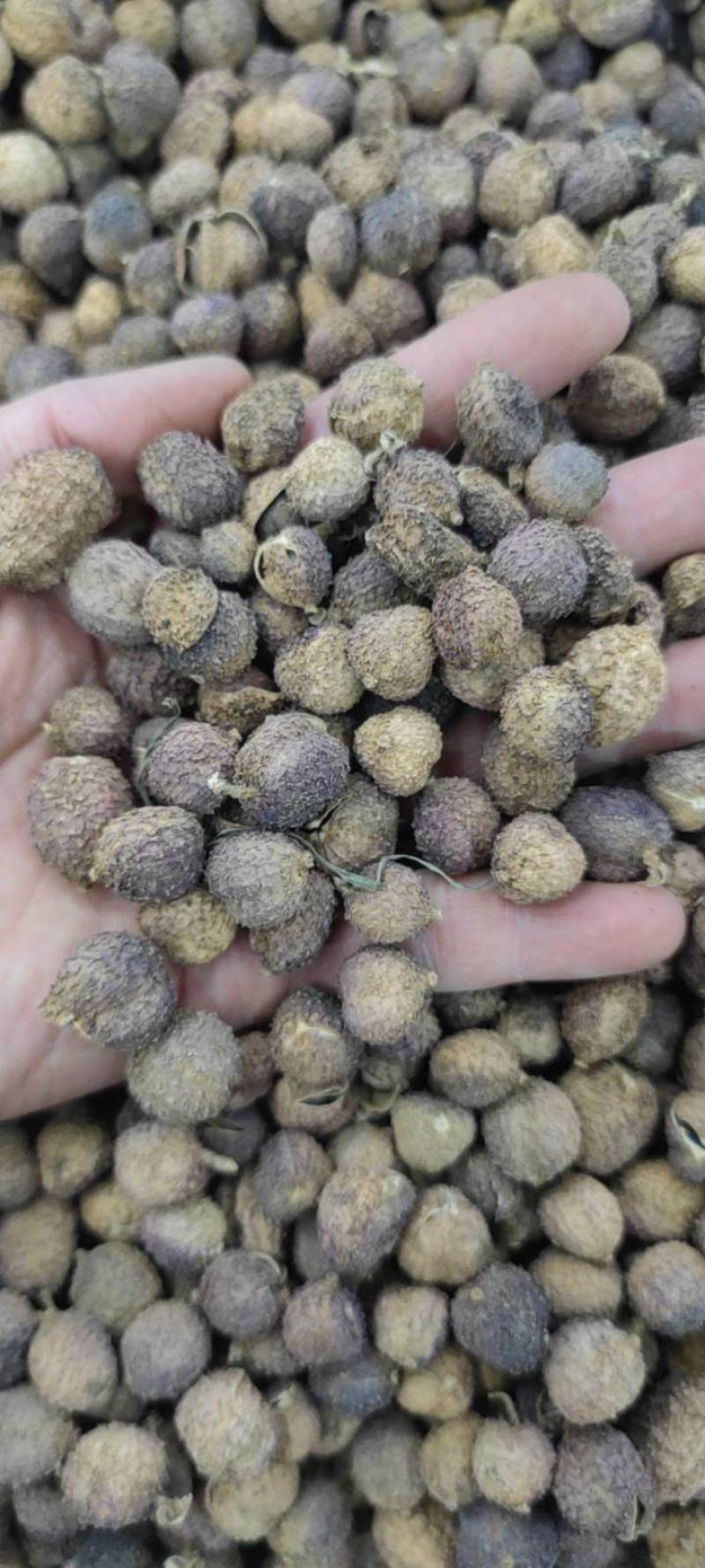 国产阳春砂仁壳砂阳春砂仁含量高