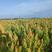 玛积雪山藜麦，产地直发，量大价优，均衡营养，欢迎选购