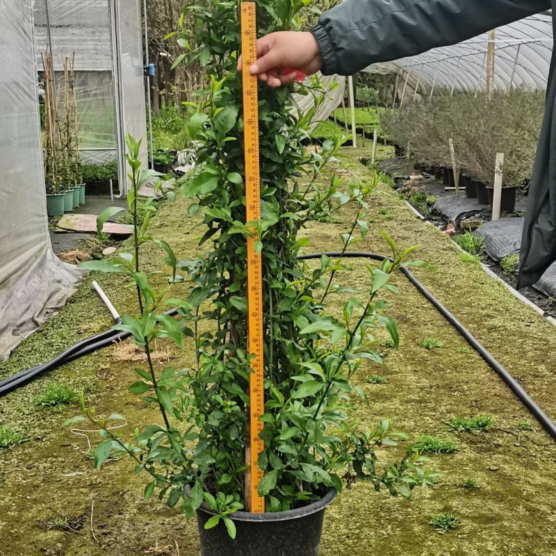 蓝雪花盆载