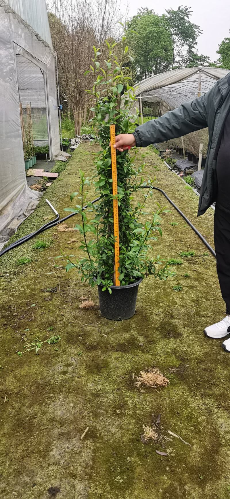蓝雪花盆载