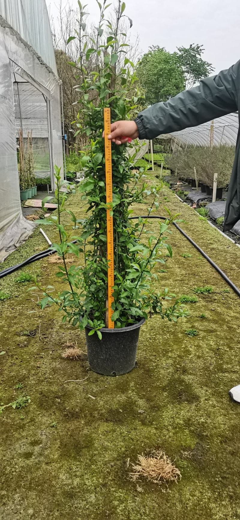 蓝雪花盆载