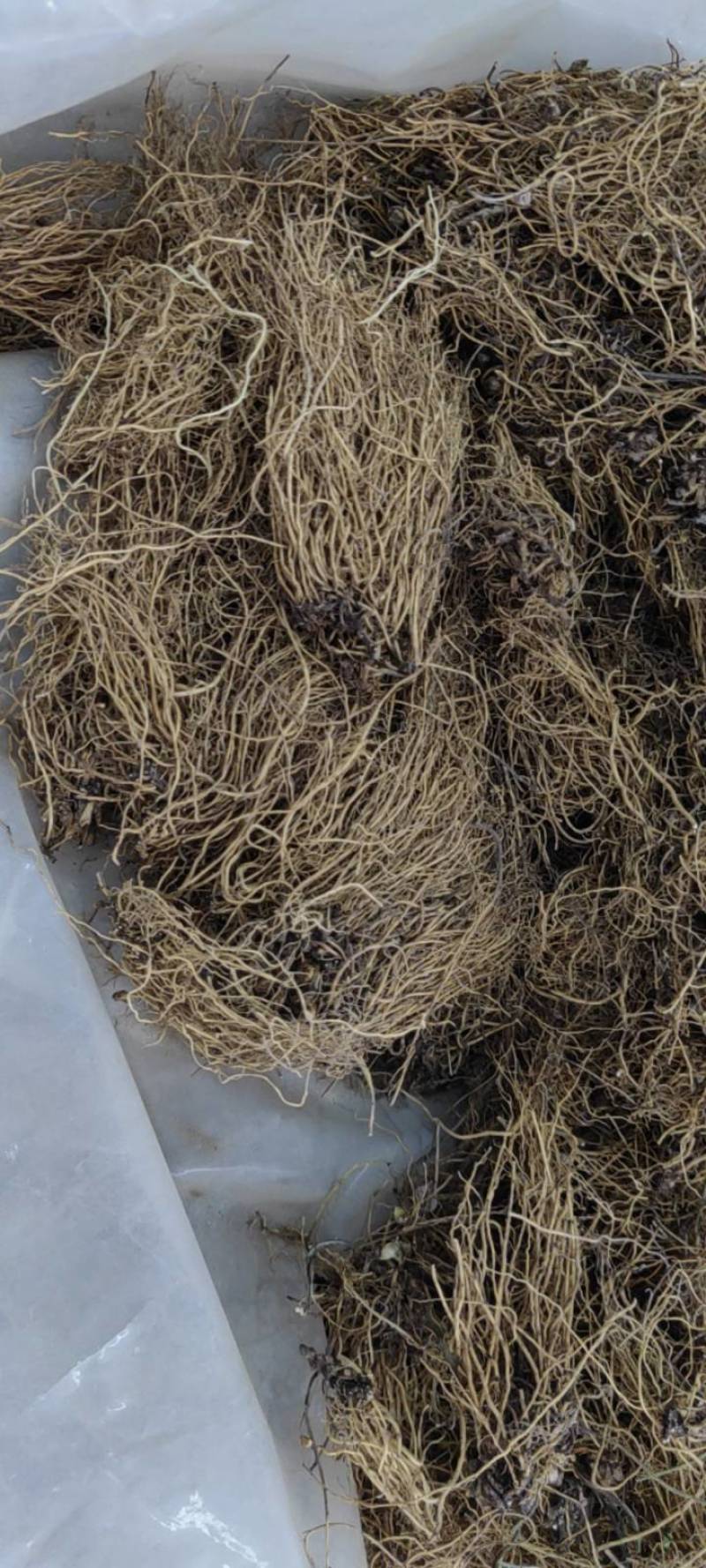 细辛辽细辛新货各种规格各种中药材