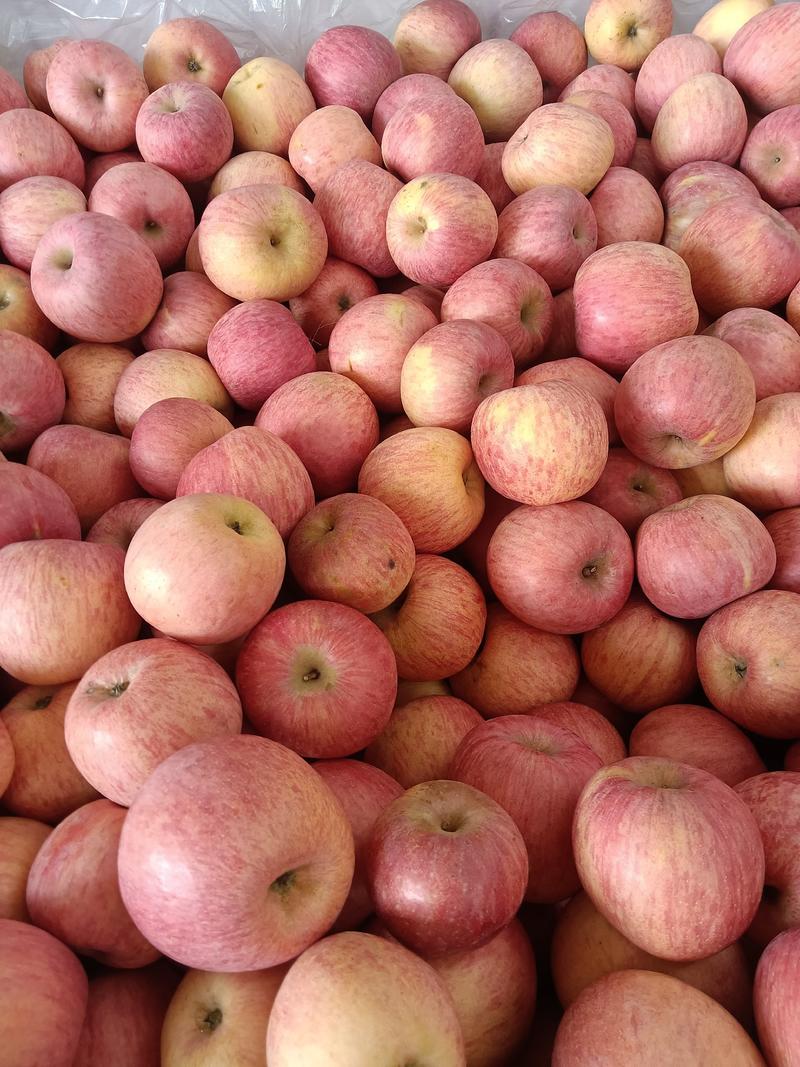 红富士苹果大量供应，山东优质苹果批发，可视频看货