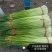 蒜臺白帽蒜苔红帽蒜臺可加工精品小把提供大型冷库