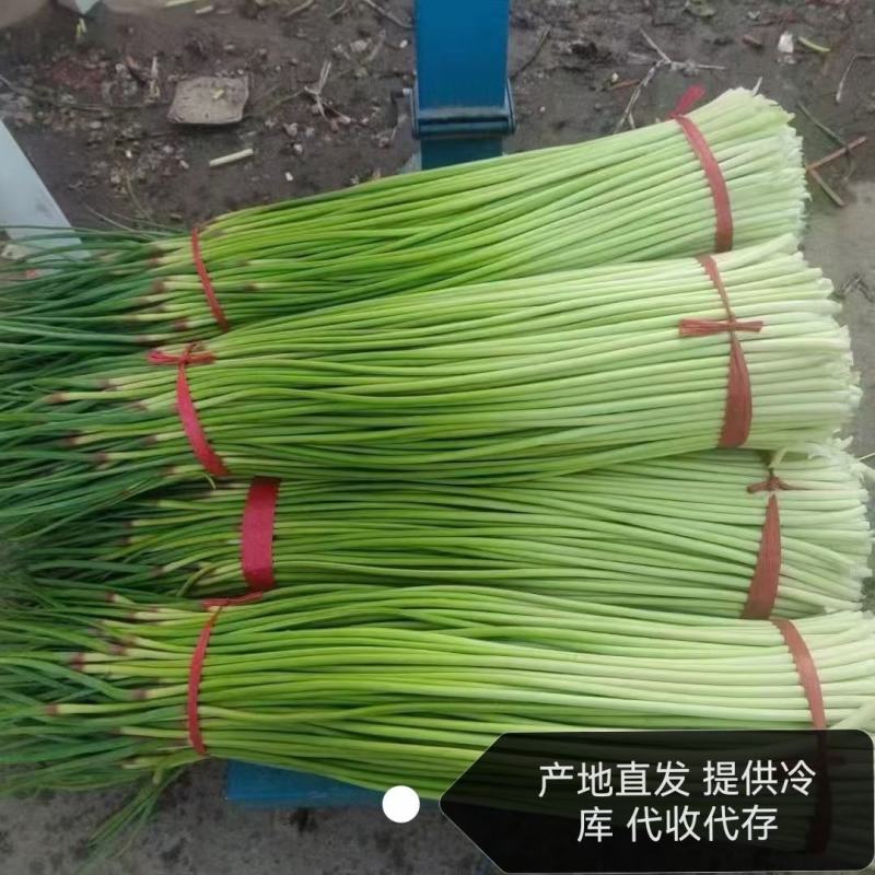 蒜臺白帽蒜苔红帽蒜臺可加工精品小把提供大型冷库