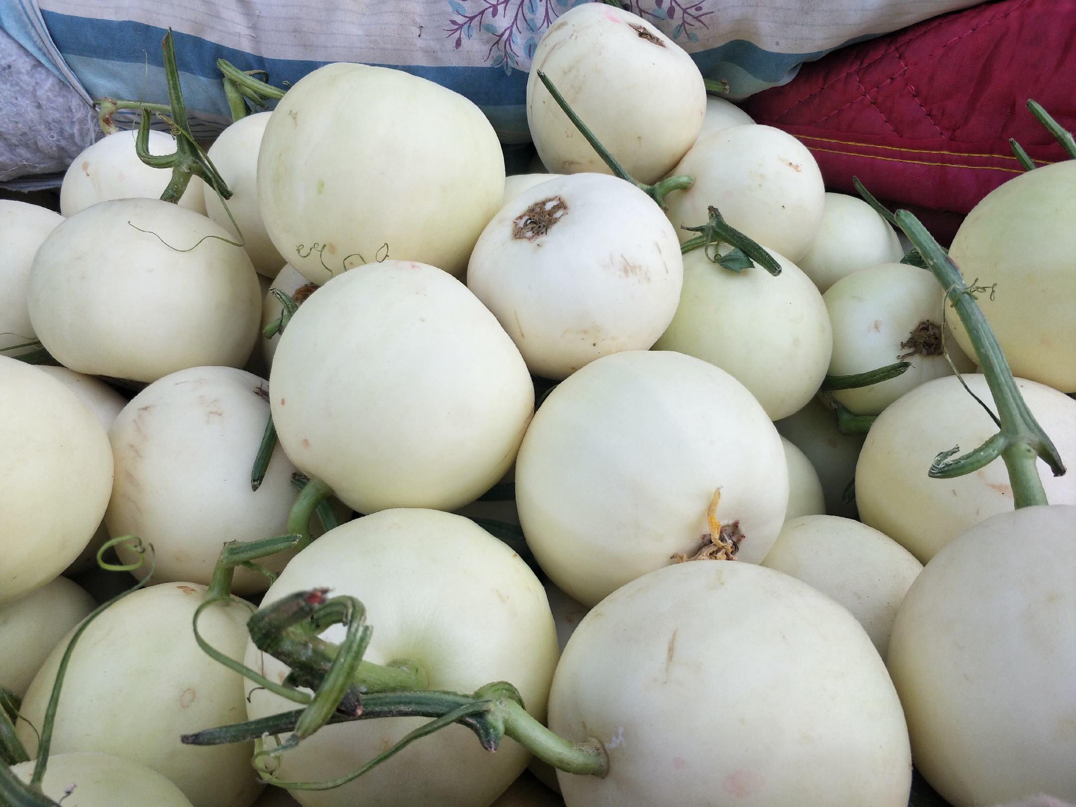 瑞红甜瓜深加工产品展示图