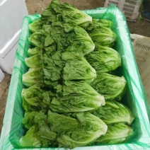 云南精品生菜产地一手货源品质保证可视频看货