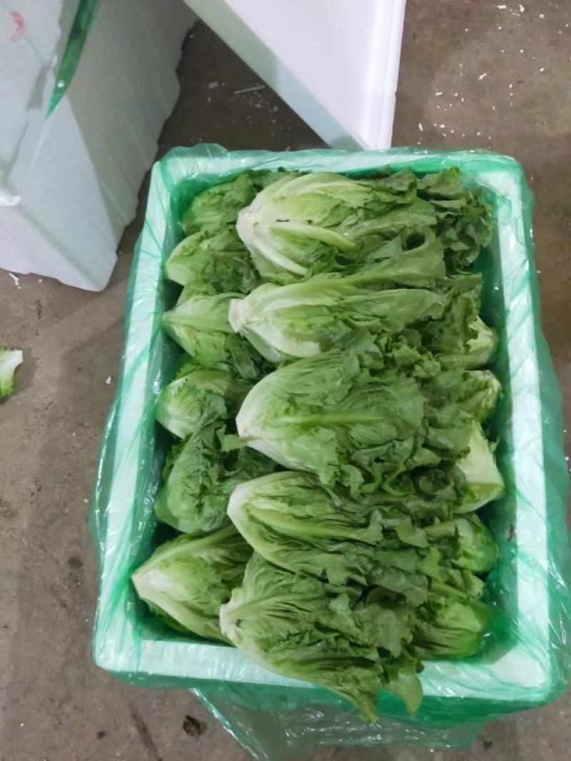 云南精品生菜产地一手货源品质保证可视频看货