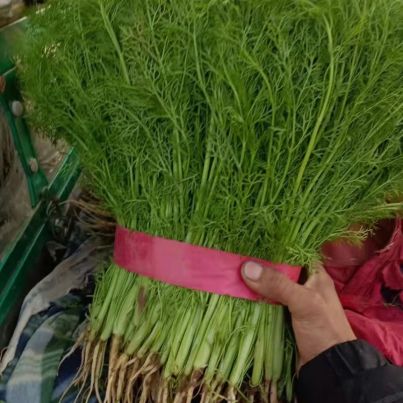 精品菠菜