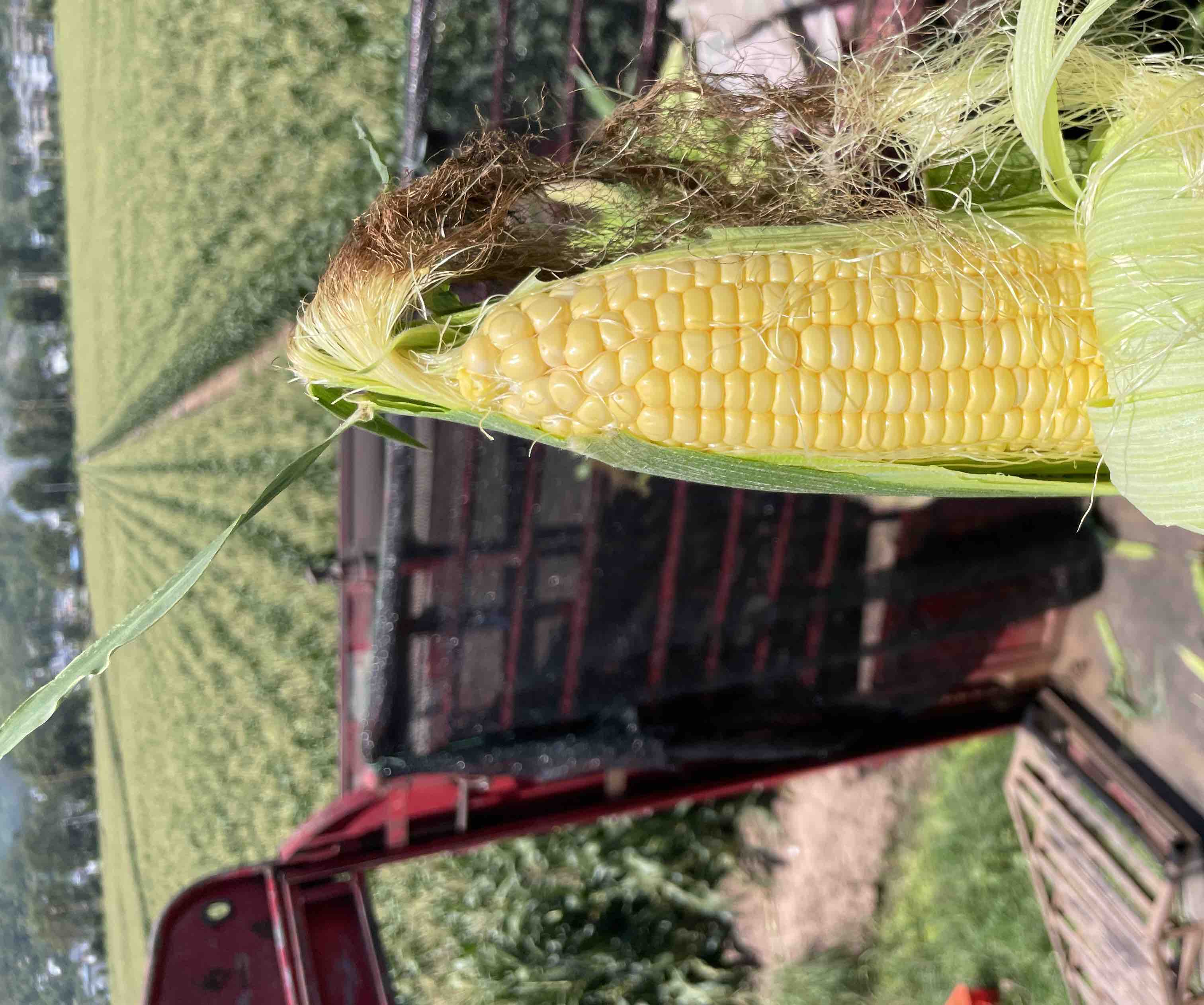 水果玉米采摘现场图