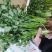 云南精品香菜产地一手货源可视频看货质量保证