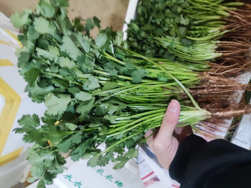 云南精品香菜产地一手货源可视频看货质量保证