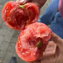 寿光大型基地种植守农一号大口感柿子微商社团甜口水果番茄