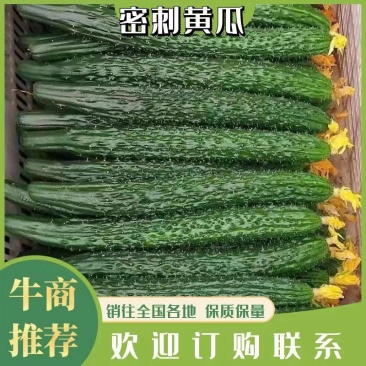 【实力推荐】天水武山密刺黄瓜大量上市，油黑发亮，条形直