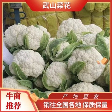【荐】松花菜，武山菜花大量上市颜色乳白一手货源可对接商超