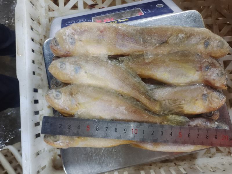 黄花鱼适合工厂穿串加工，烧烤，市场批发销售，鲜度佳