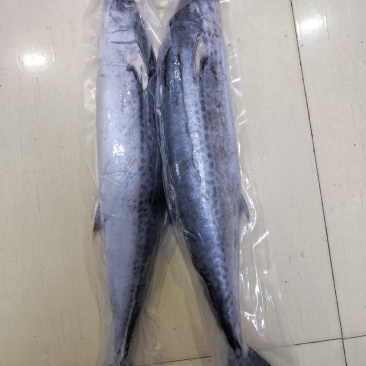 黄沙港带鱼，黄鱼，鲳鱼！鱿鱼！马鲛，各类海货