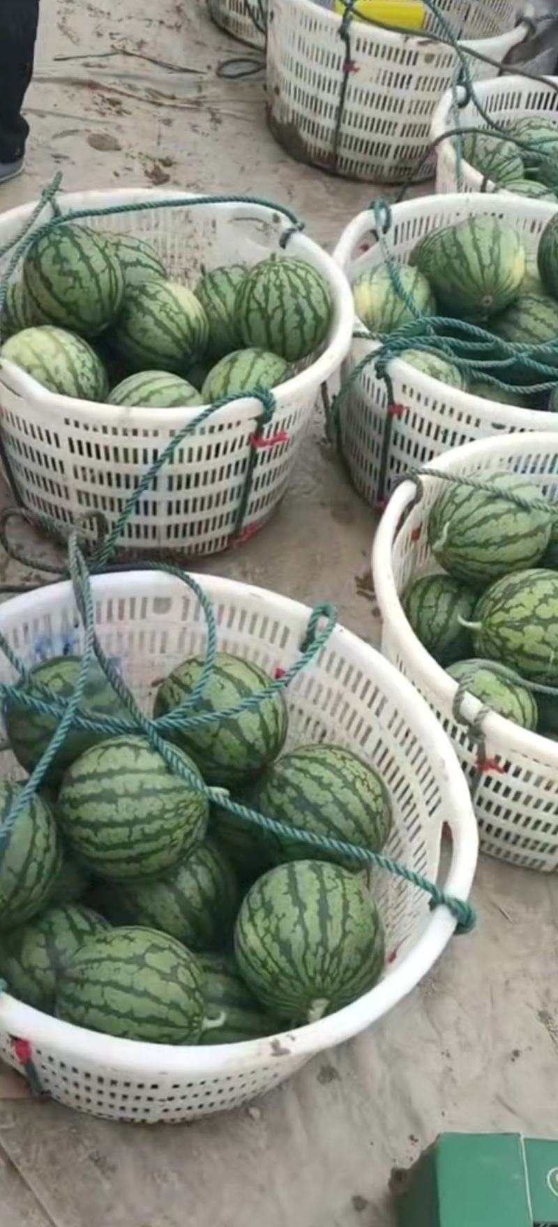东台特小凤西瓜大量上市质量上乘货源充足欢迎订购