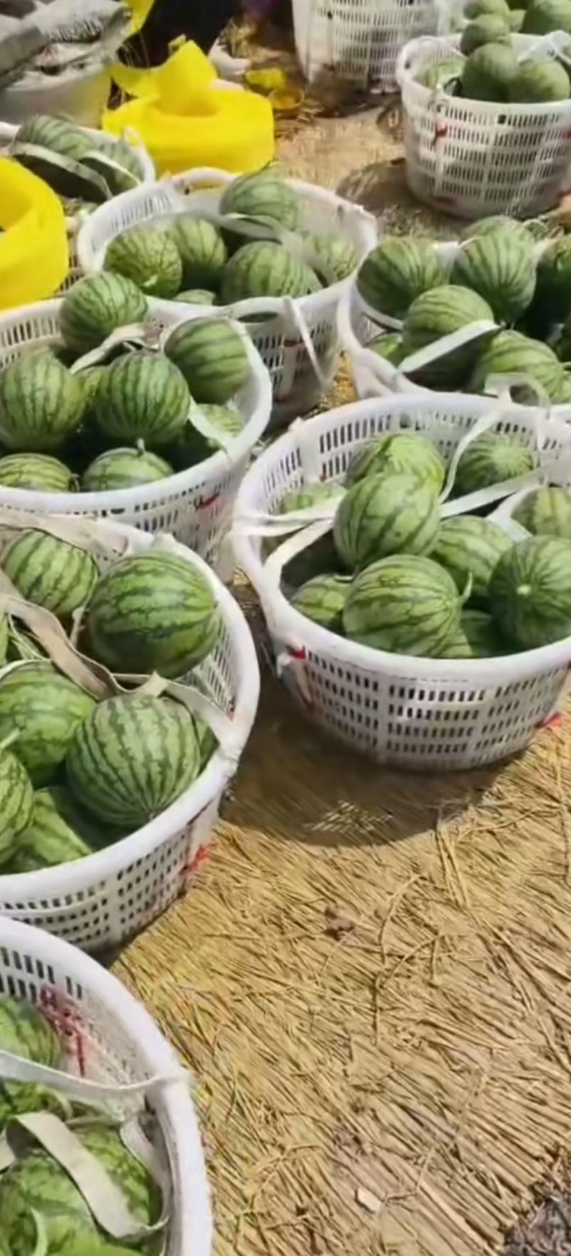 东台特小凤西瓜大量上市质量上乘货源充足欢迎订购