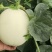 【推荐】精品白甜瓜上市中，东方蜜甜瓜，大量有货欢迎选购