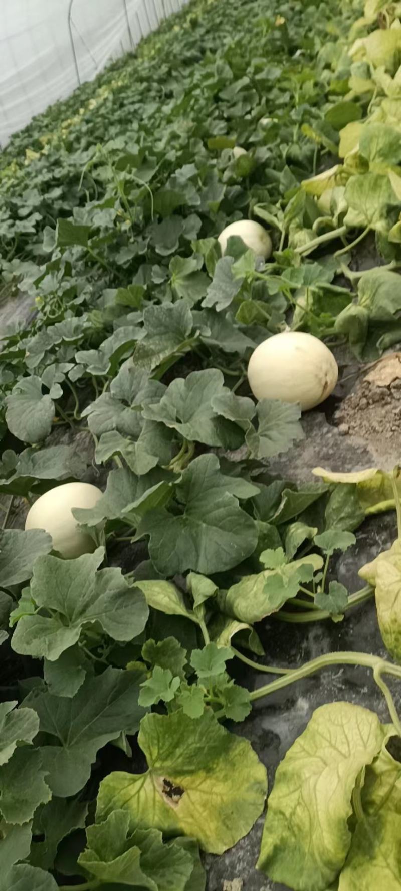 【推荐】精品白甜瓜上市中，东方蜜甜瓜，大量有货欢迎选购