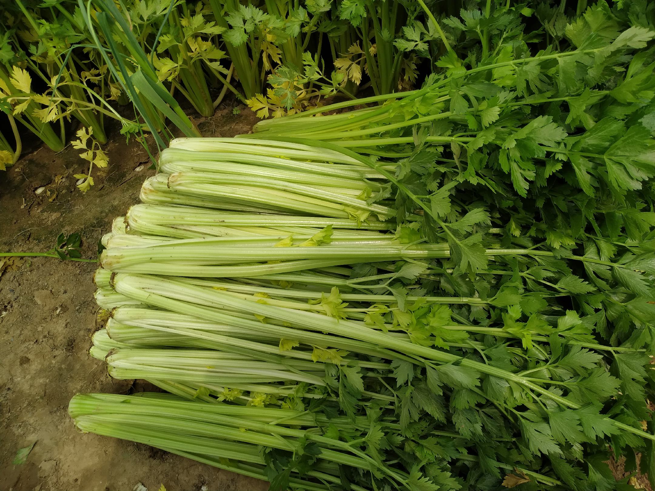 芹菜与甲状腺结构对比图